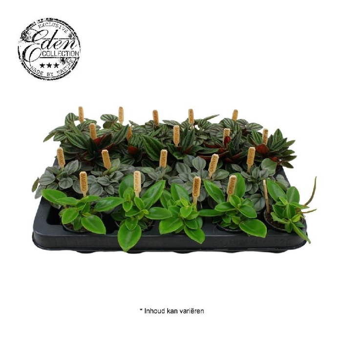 <h4>Peperomia Overig mini Bambino,  gemengd</h4>
