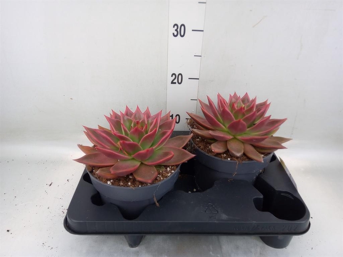 <h4>Echeveria   ...</h4>