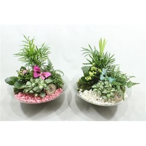 5474 GLAS 30CM VALENTIJN