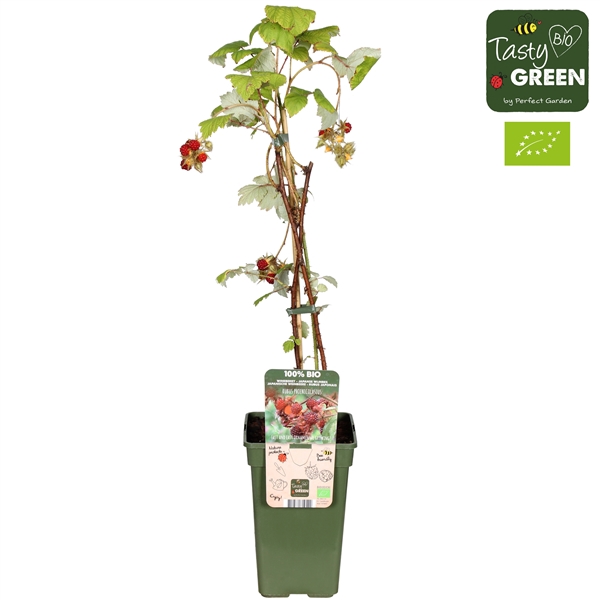 <h4>Rubus phoenicolasius Bio P19</h4>