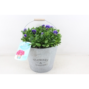 arr4 Outdoor CR - Viola zink emmer XL