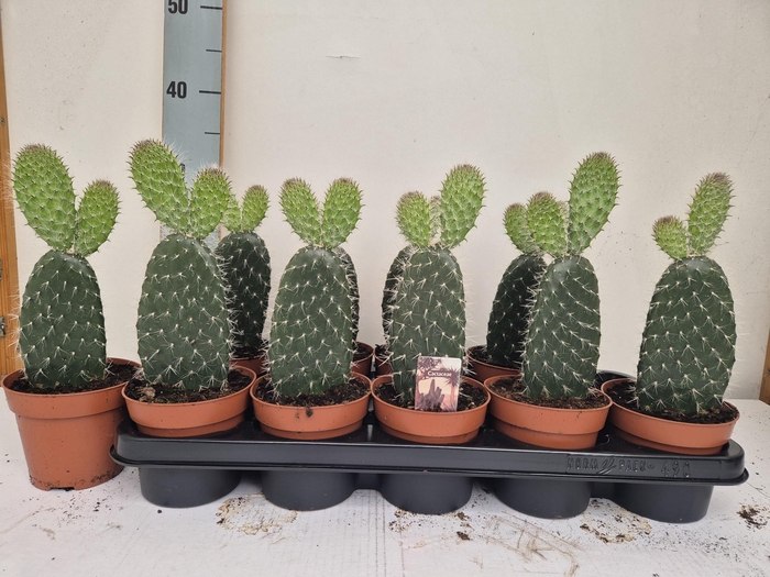 <h4>OPUNTIA</h4>