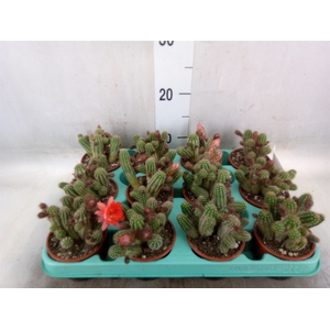 Chamaecereus silvestrii