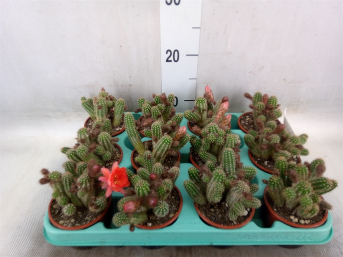 <h4>Chamaecereus silvestrii</h4>