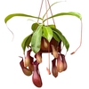 Nepenthes Alata hangpot Hang 7/8 Kelken