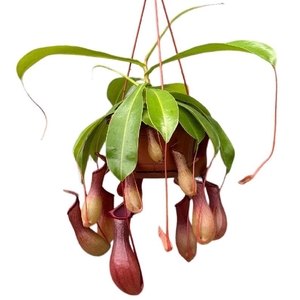 Nepenthes Alata hangpot Hang 7/8 Kelken