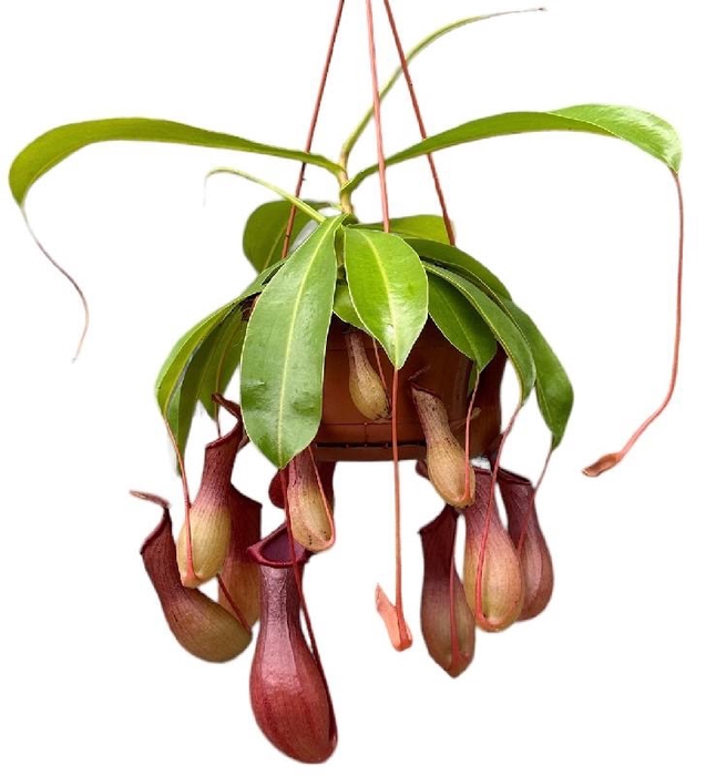 <h4>Nepenthes Alata hangpot Hang 7/8 Kelken</h4>