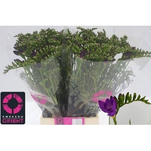 Freesia du Blue Bayou