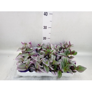 Tradescantia cerinth. 'Nanouk'