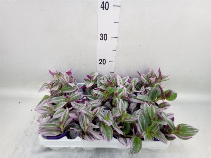 <h4>Tradescantia cerinth. 'Nanouk'</h4>