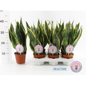 SANSEV FUTURA SUPERB