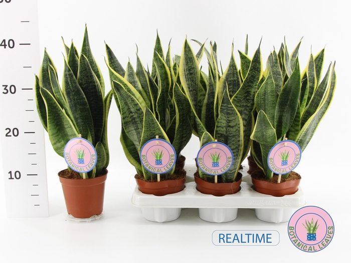 <h4>SANSEV FUTURA SUPERB</h4>