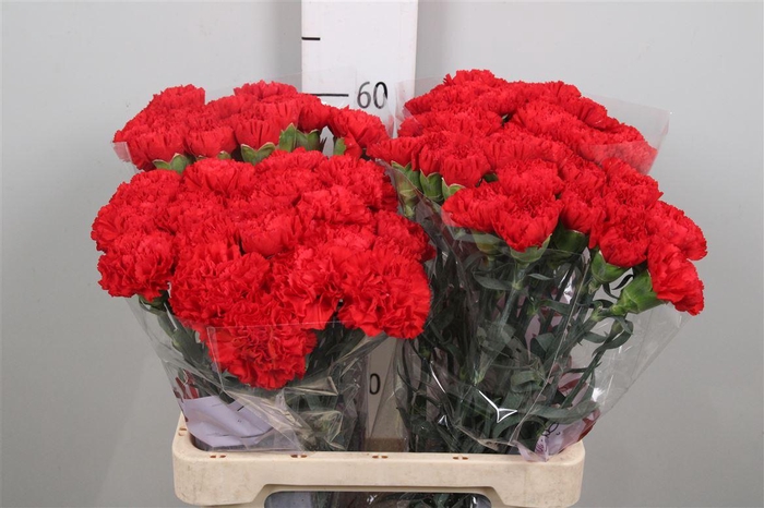 <h4>Di St Sparta+</h4>