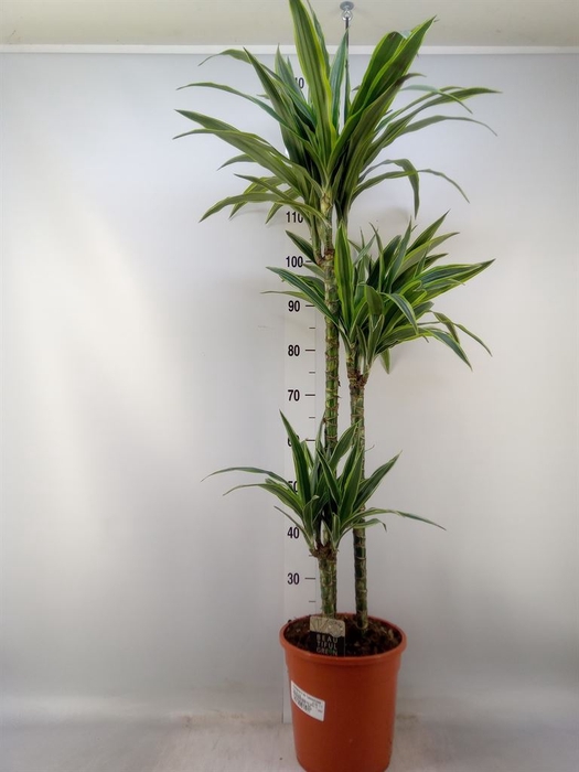 <h4>Dracaena fr de 'LemonLime'</h4>