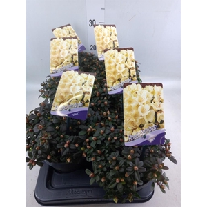 Rhododendron   ...dwarf shapes