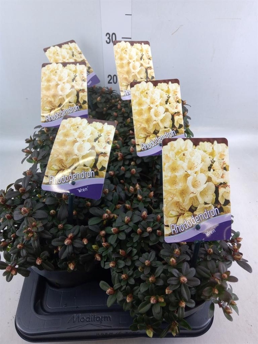 <h4>Rhododendron   ...dwarf shapes</h4>