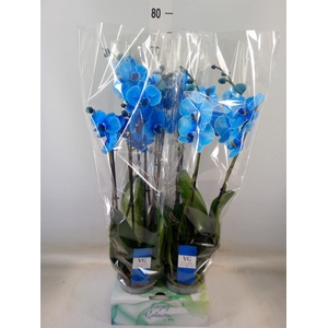 Phalaenopsis   ...