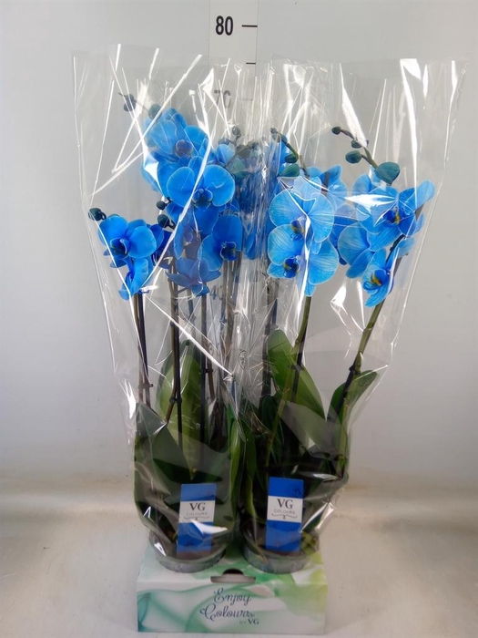 <h4>Phalaenopsis   ...</h4>