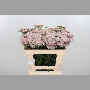Achillea Pink Lady