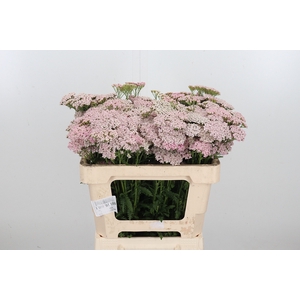 Achillea Pink Lady
