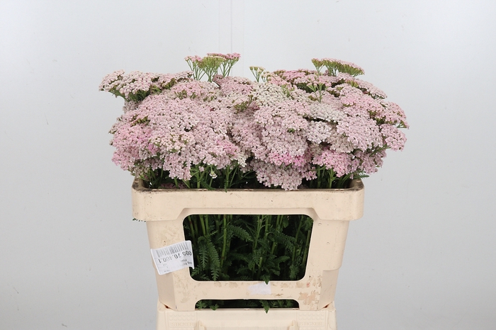 <h4>Achillea Pink Lady</h4>