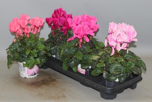 <h4>CYCL GR SUP XL</h4>