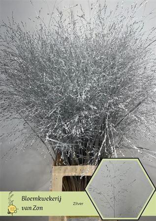 Siergras Panic Kbh Silver P Stem