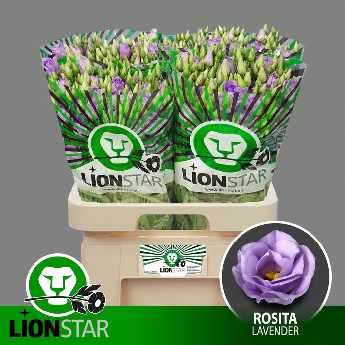 <h4>EUS G ROSI LAVENDER</h4>