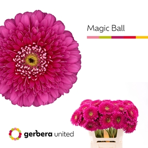 Gerbera Pomponi Magic Ball Water x40