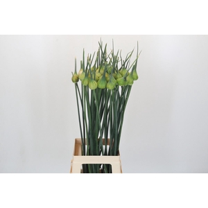 Allium porrum 'Kenton'