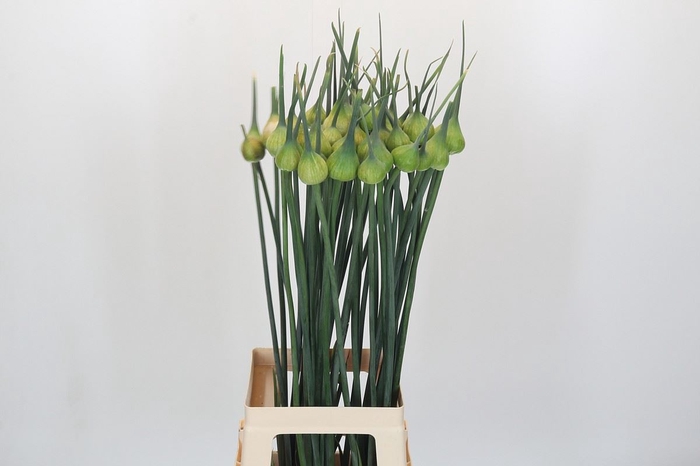 <h4>Allium porrum 'Kenton'</h4>