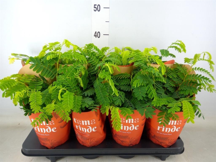 <h4>Tamarindus indica</h4>