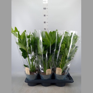 Philodendron bipinn. 'Little Hope'