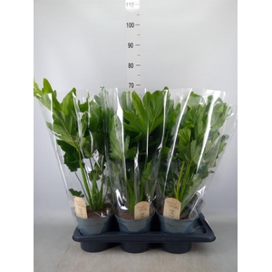 Philodendron bipinn. 'Little Hope'