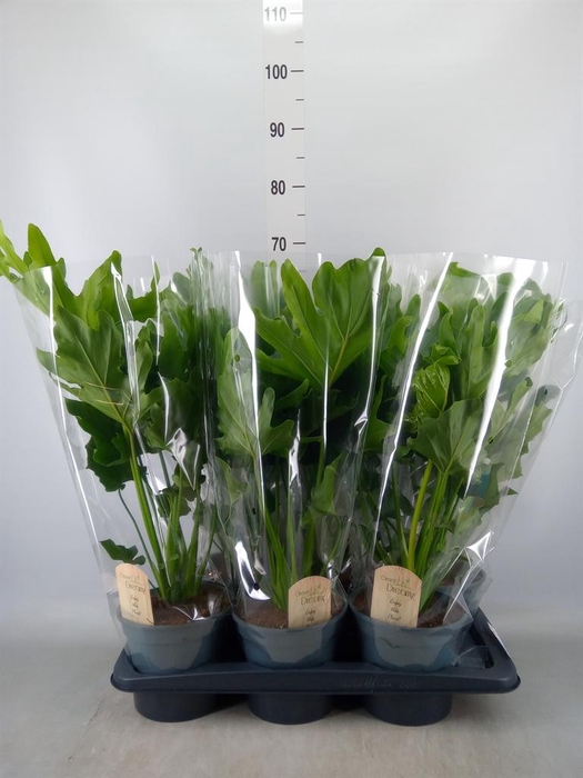 <h4>Philodendron bipinn. 'Little Hope'</h4>