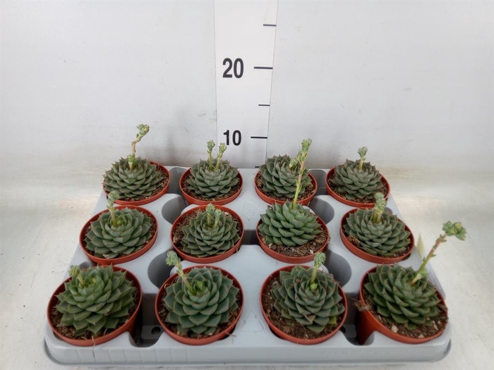 <h4>Echeveria   ...</h4>