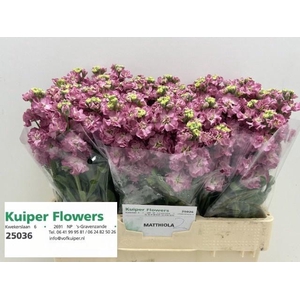 Matth Stox Rose Pink N L