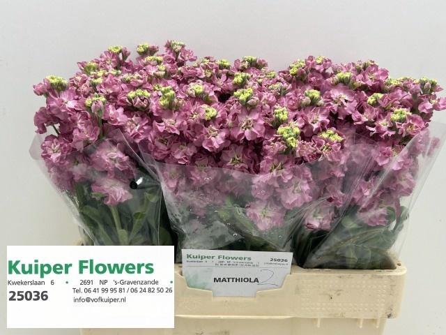 <h4>Matth Stox Rose Pink N L</h4>