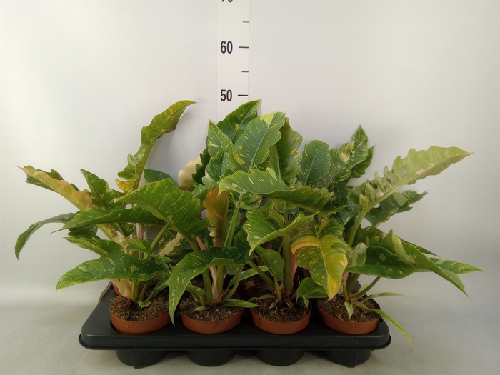 <h4>Philodendron  'Ring of Fire'</h4>
