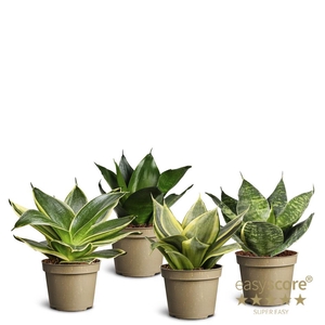 Sansevieria Collection p6