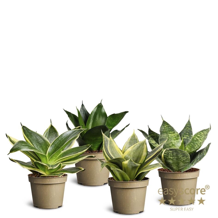 <h4>Sansevieria Collection p6</h4>