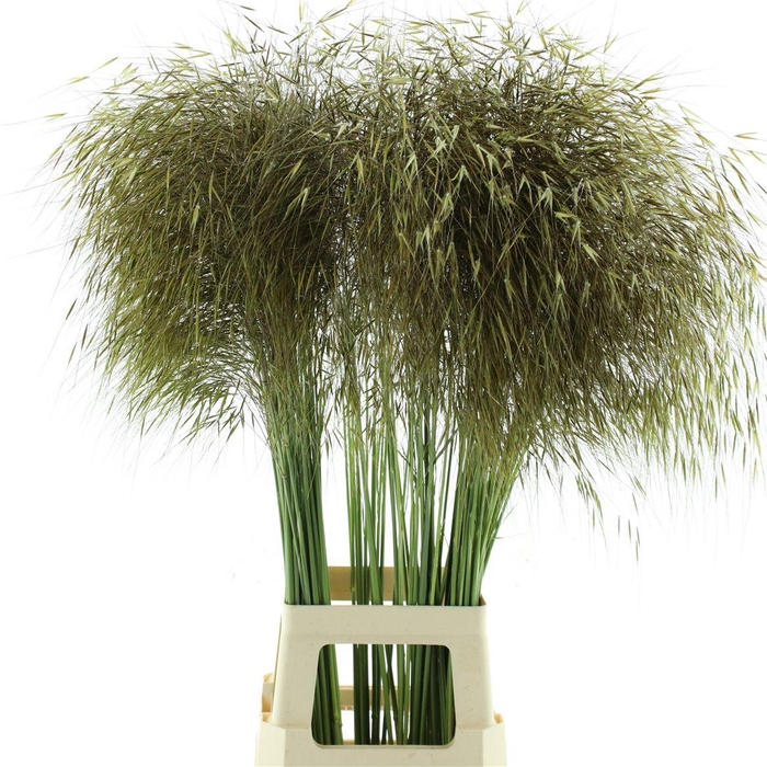 <h4>Stipa Gold</h4>