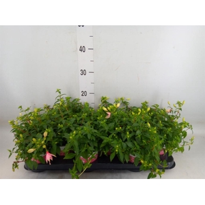 Fuchsia  'Bella Fuchsia Sophia'