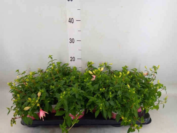 <h4>Fuchsia 'Bella Fuchsia Sophia'</h4>