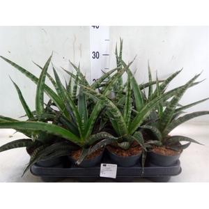 Sansevieria trifa.   ...