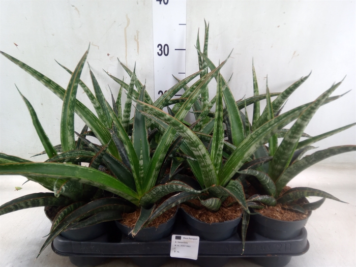 <h4>Sansevieria trifa.   ...</h4>