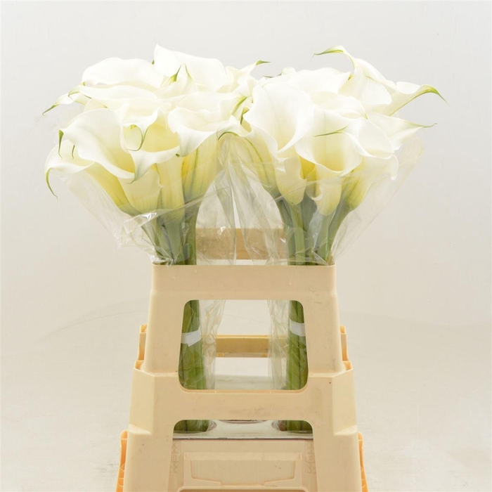 <h4>Calla Pure Art</h4>