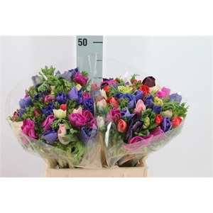 Anemoon Mistral Gemengd