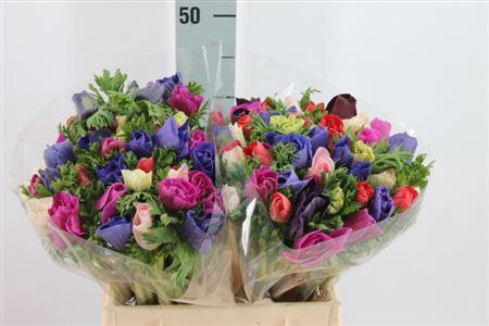 <h4>Anemoon Mistral Gemengd</h4>