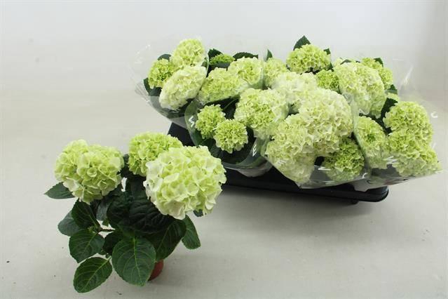 <h4>HYDR M HI WHITE SUN</h4>